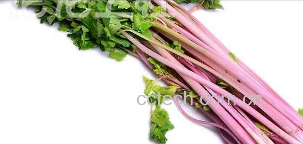 紫芹菜-1