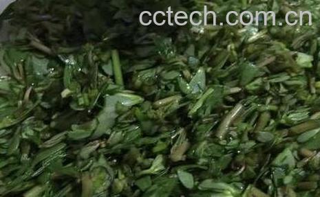 蚂蚁菜的功效与作用-0