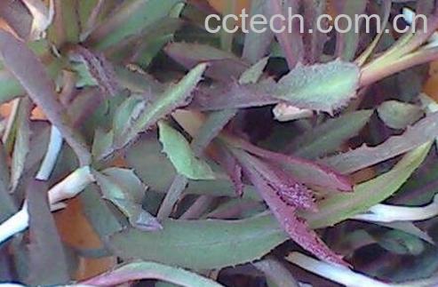 青麻菜的功效与作用-1