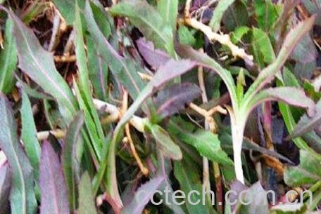 青麻菜的功效与作用-0