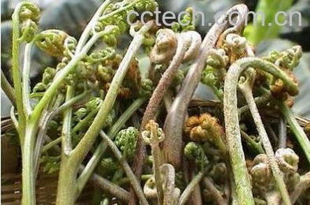 佛手菜的功效与作用-0