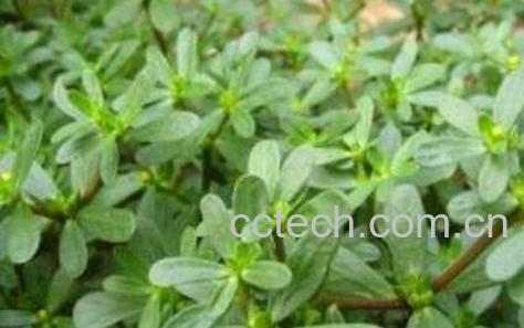 蚂蚁菜的功效与作用-1