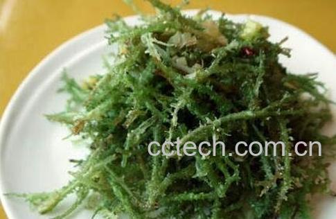 鹿角菜的功效与作用-1