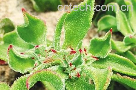 冰菜的功效与作用-1