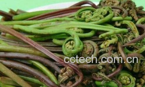 东北山野菜的功效与作用-0