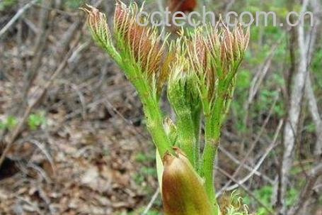东北山野菜的功效与作用-1