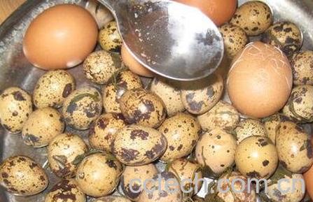 鹌鹑蛋的营养价值 吃鹌鹑蛋的好处-1