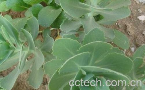 救心菜的功效与营养价值-1