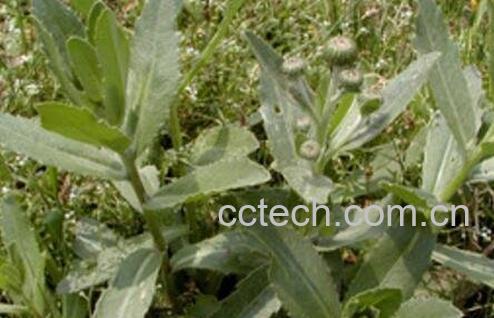 刺菜的功效与作用-0