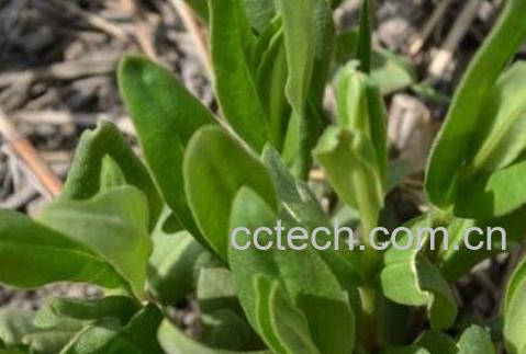 鸭嘴菜的功效与作用-0