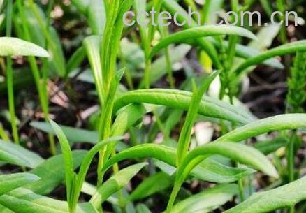 鸭嘴菜的功效与作用-1