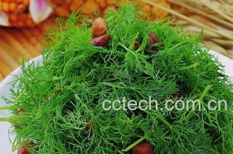 茴香菜的功效与作用 茴香菜的副作用-0