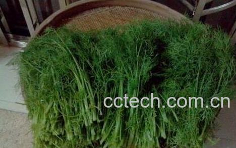 茴香菜的功效与作用 茴香菜的副作用-1