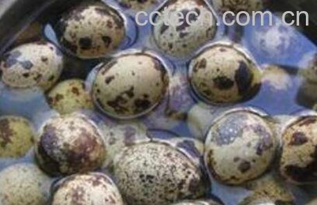 鹌鹑蛋怎么煮 鹌鹑蛋煮多久能熟-0