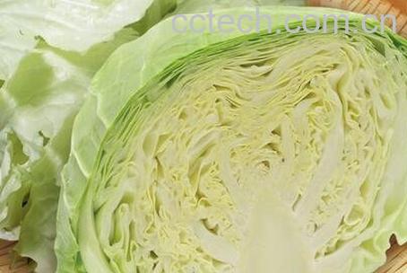 高丽菜的功效与营养价值-0