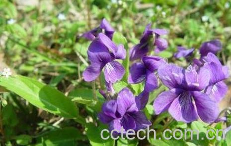 紫花苦菜的功效与作用-0