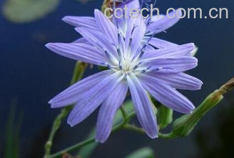 紫花苦菜的功效与作用-1