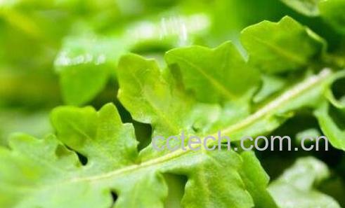 荠菜的功效与作用及禁忌-1