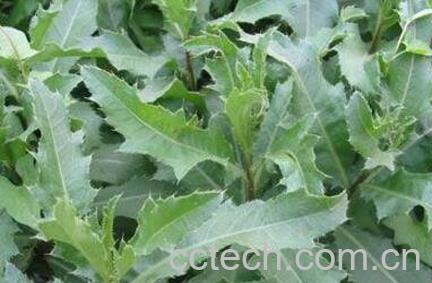 刺儿菜与蒲公英的区别-0