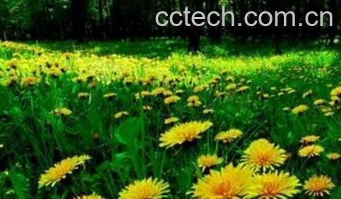 刺儿菜与蒲公英的区别-1