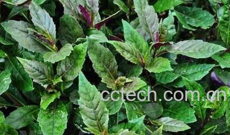 紫背菜的功效与作用及禁忌-1