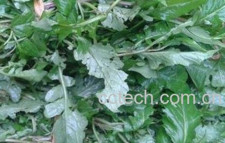 野葛菜的功效与营养价值-1