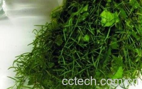 野葛菜的功效与营养价值-0