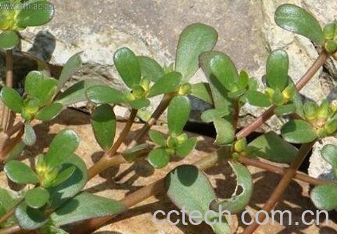 马食菜的功与作用-1