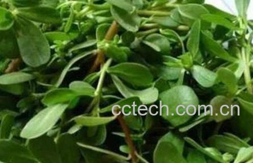 马食菜的功与作用-0