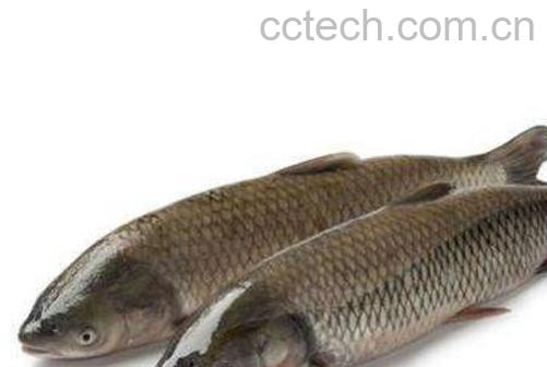 草鱼的营养价值及功效-0