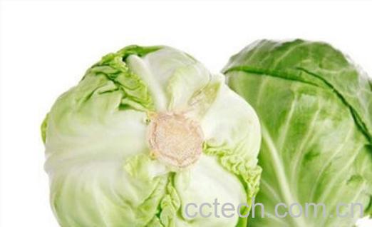 圆白菜的功效与作用-1