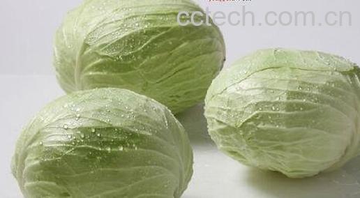 圆白菜的功效与作用-0