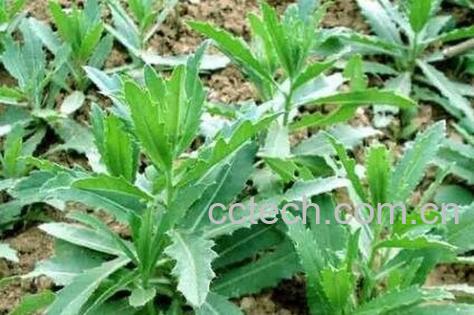 刺儿菜的功效与作用及药用价值-0