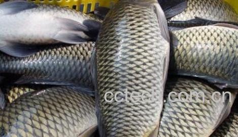 草鱼和鲤鱼的区别-0