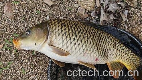 草鱼和鲤鱼的区别-1