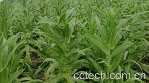 苔菜的种植方法-0