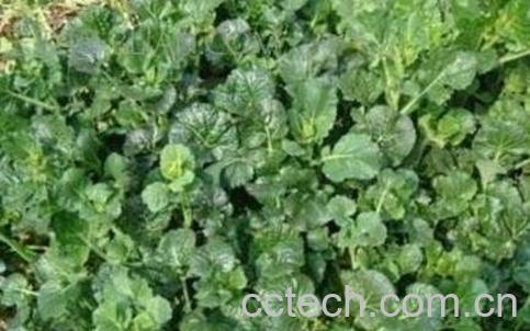 苔菜的种植方法-1