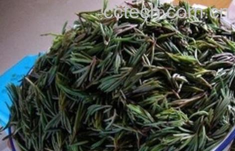 盐蓬菜的功效与作用-0