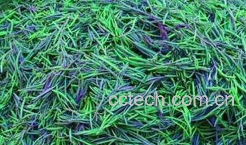 盐蓬菜的功效与作用-1