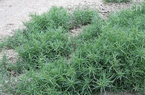 盐蓬菜区分 怎样识别盐蓬菜-0