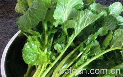 苔菜的营养价值与功效作用-1