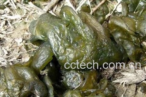 地皮菜是怎么形成的 地皮菜的功效与作用-0