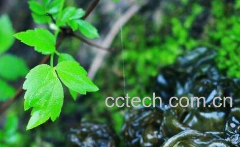 地皮菜是怎么形成的 地皮菜的功效与作用-1