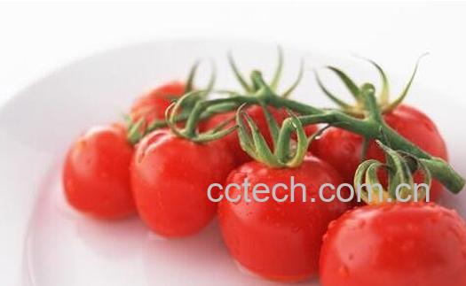孕妇能不能吃小番茄 孕妇吃小番茄的好处和坏处-1