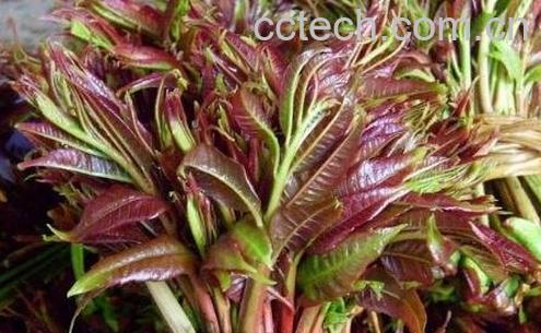 香椿为什么要焯水 香椿焯水方法教程-0