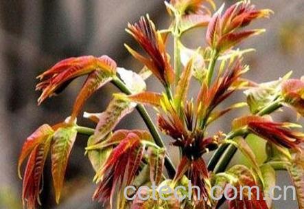 香椿为什么要焯水 香椿焯水方法教程-1