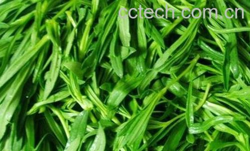 面条菜的功效与作用-0