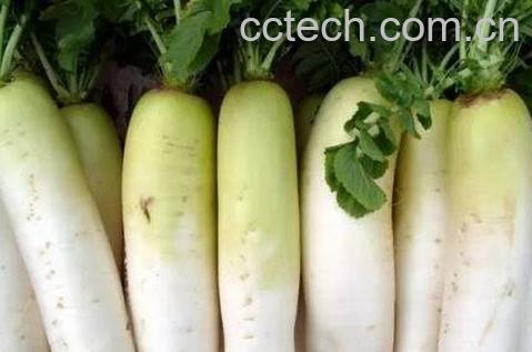 吃白萝卜的营养价值及禁忌-1