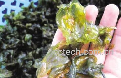 地皮菜如何人工种植 地皮菜种植技术-1