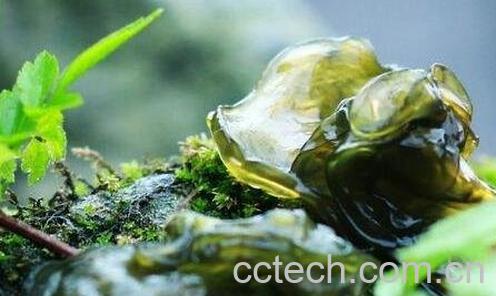 地皮菜如何人工种植 地皮菜种植技术-0